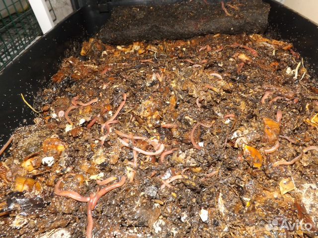 Разводим червей в домашних. Биогумус калифорнийские черви. Субстрат для калифорнийских червей. Калифорнийские черви разведение в домашних. Калифорнийский червь разведение домашних условиях.