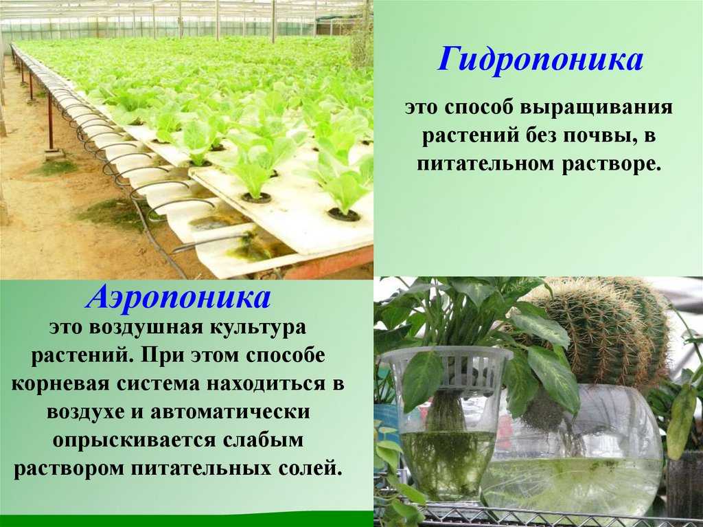 Бизнес план по выращиванию огурцов в теплице с расчетами