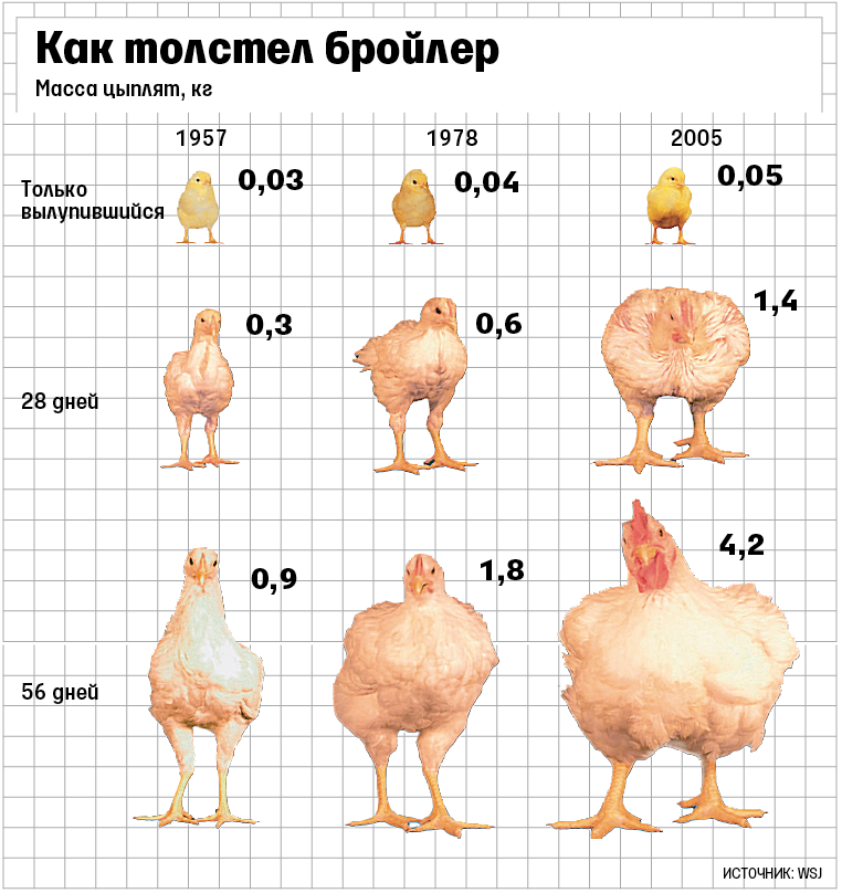 Сколько вес курицы