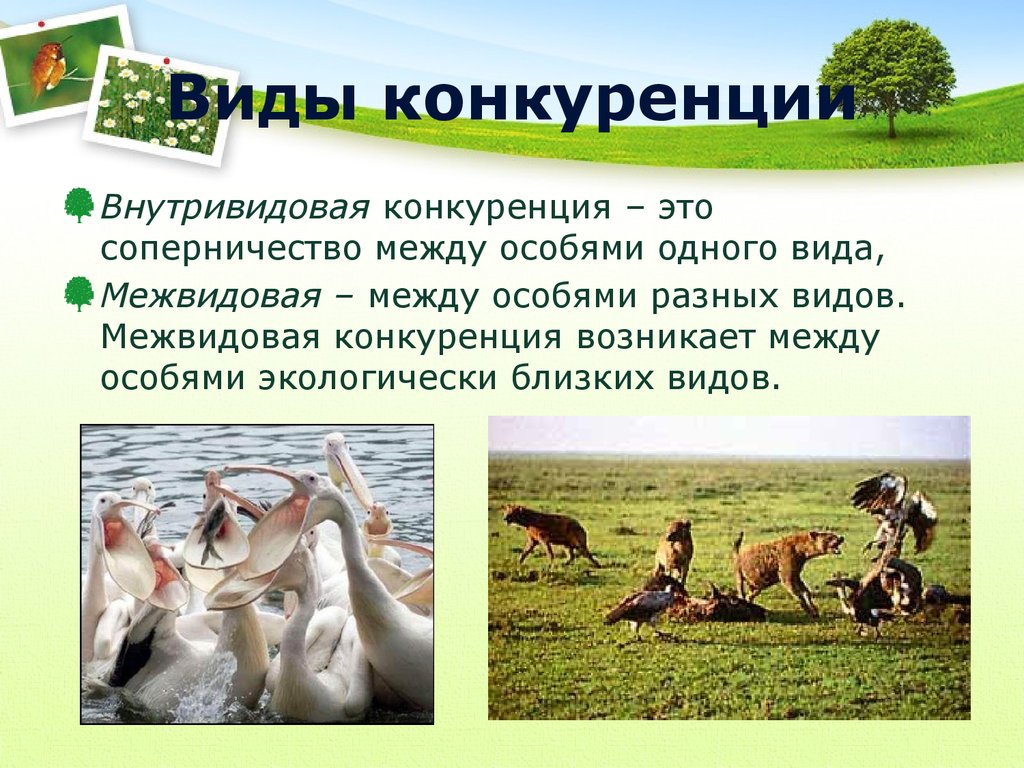 Конкурентные отношения картинки