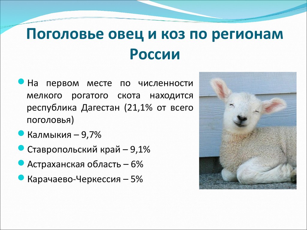 Бизнес план по разведению овец