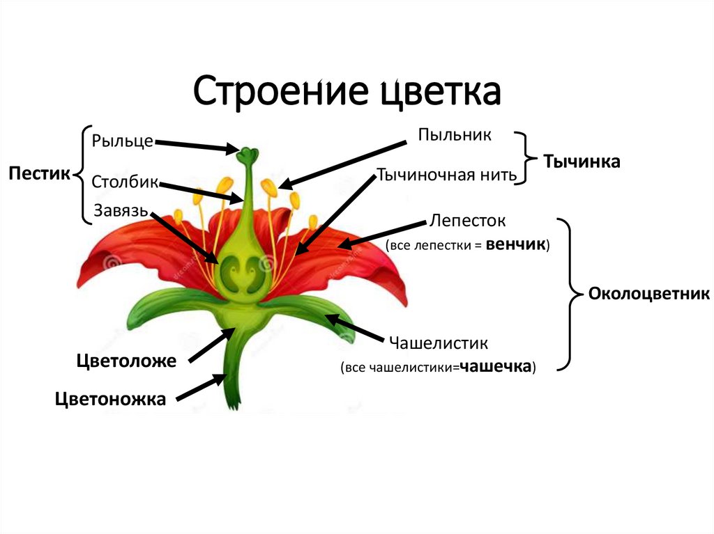 Сделайте подписи к рисунку строение цветка