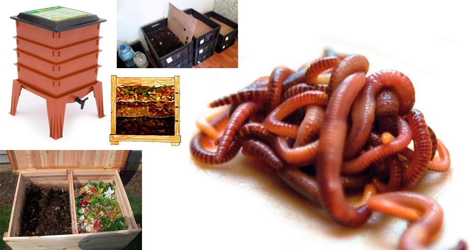 Навозный червь разведение в домашних условиях - полезная информация о разводке навозного червя для рыбалки
