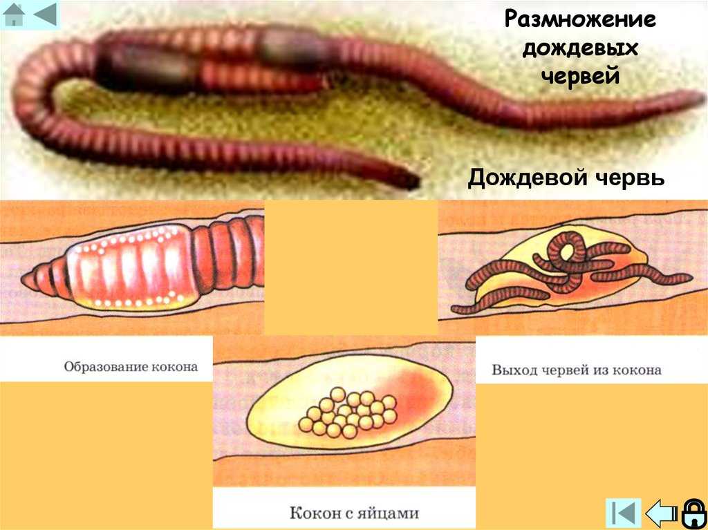 Как нарисовать дождевого червя