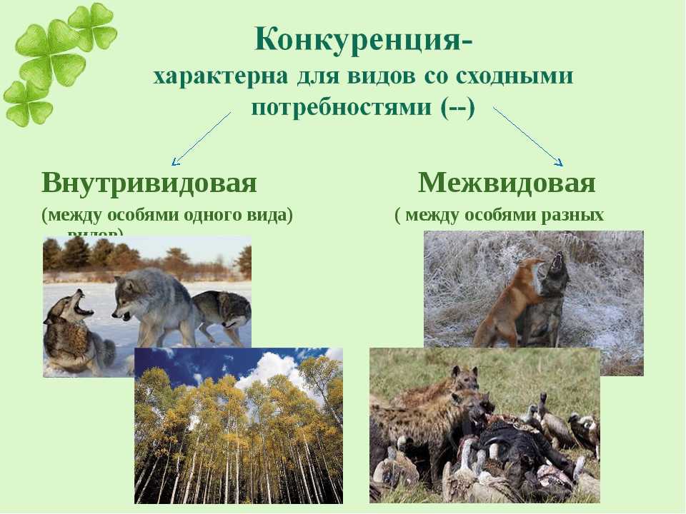 Конкурентные отношения картинки