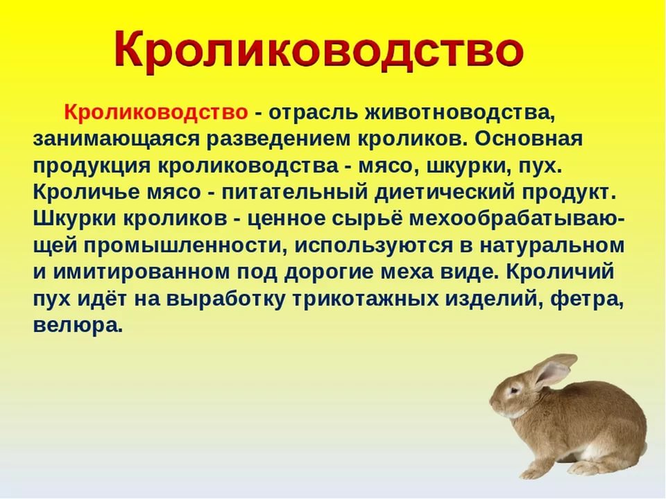 Проект домашние кролики