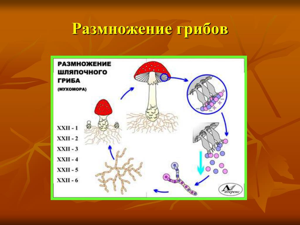 Вегетативные споры грибов. 3 Способа размножения шляпочных грибов. Размножение грибов 3 класс окружающий мир. Размножение спорами грибы. Размножение трубчатых грибов.