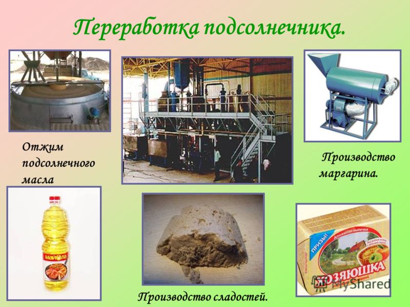 Продукция переработки подсолнечника. Технология переработка подсолнечника. Продукты переработки подсолнечника. Процесс производства растительного масла.