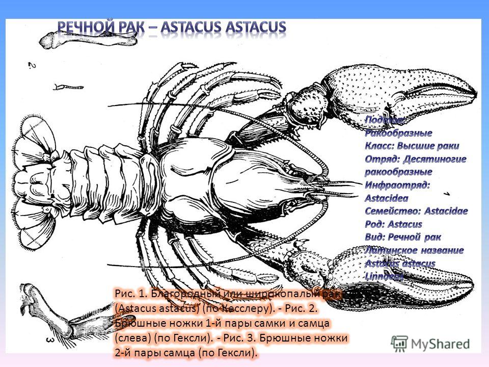Речной рак особенности. Брюшные ножки у ракообразных. Astacus Astacus внешнее и внутреннее строение. Классификация Речной ра. Членистоногие рисунок.
