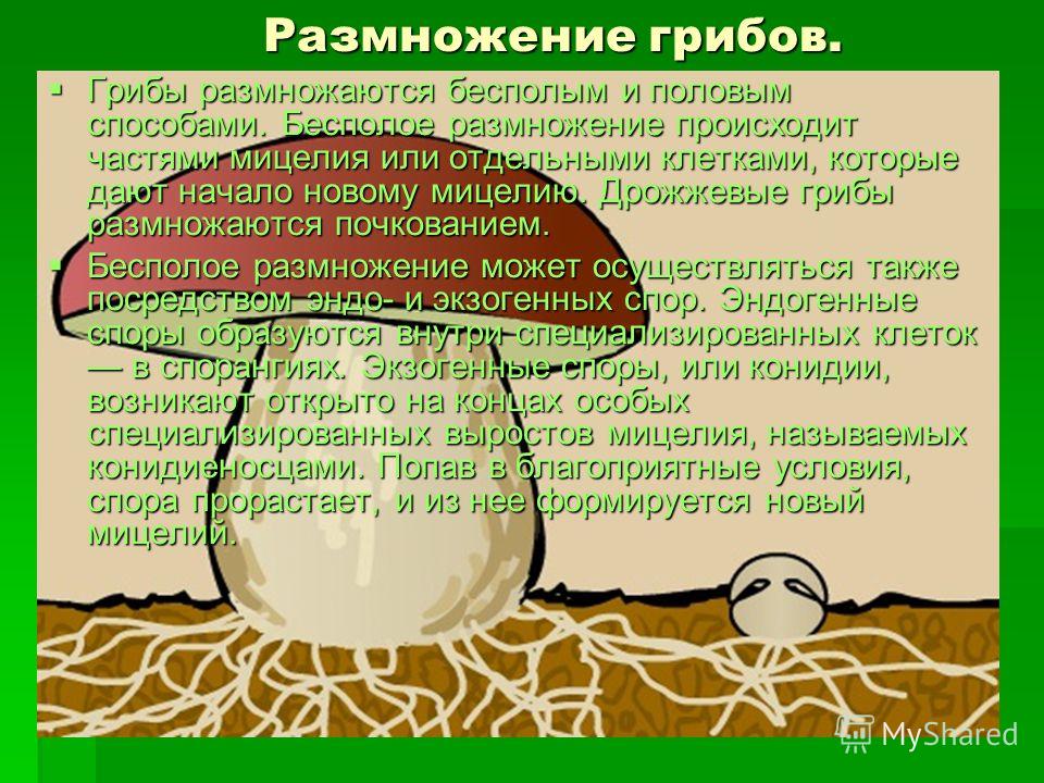 Грибы размножаются. Размножение грибов. Грибы которые не способны размножаться почкованием. Какие грибы размножаются. Функции плодового тела гриба.