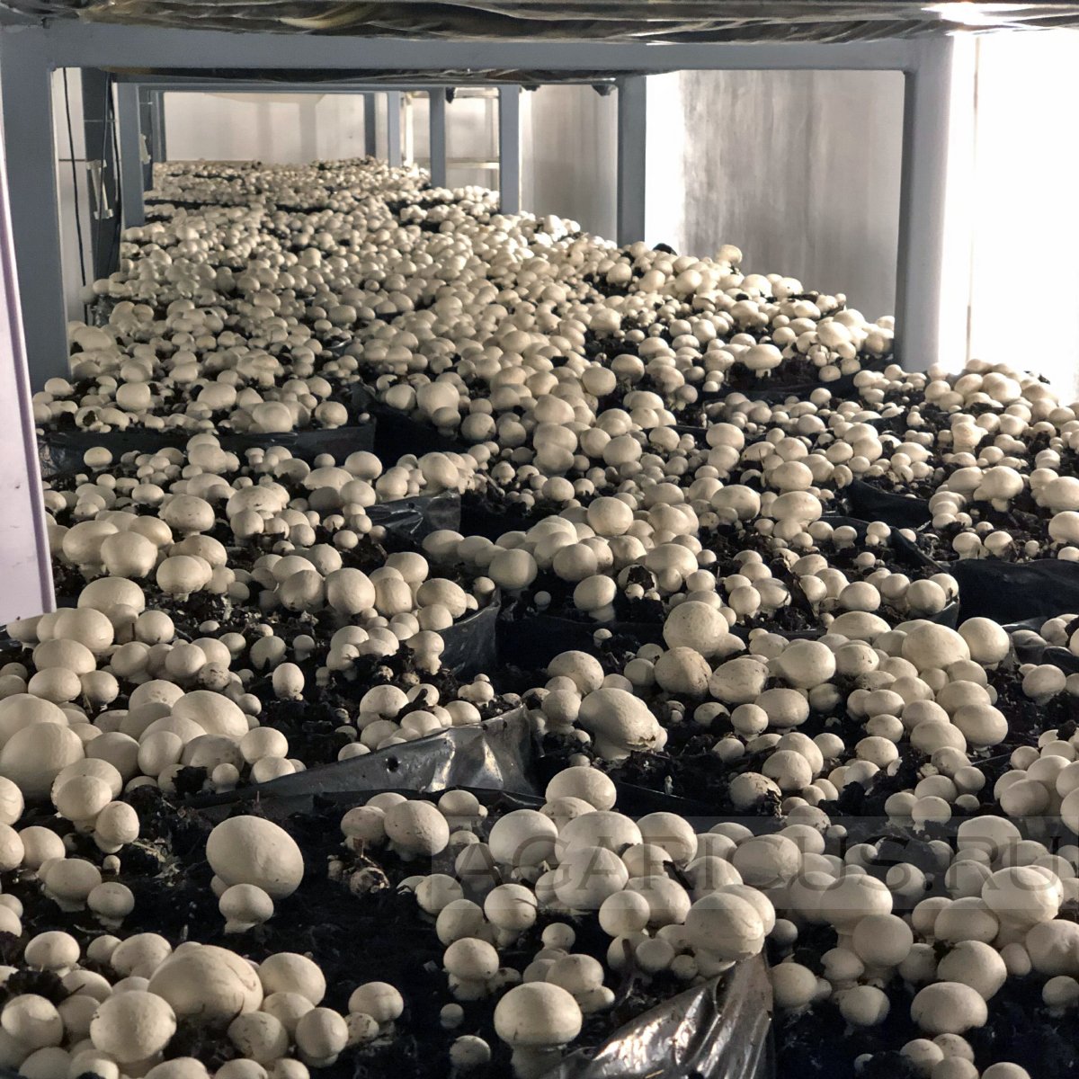 Выращивание грибов шампиньонов в домашних. Отходы производства шампиньонов. Вырастить шампиньоны. Тонна шампиньонов. Сбор шампиньонов.