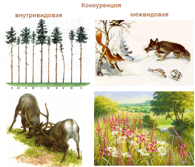 Конкуренция примеры животных и растений
