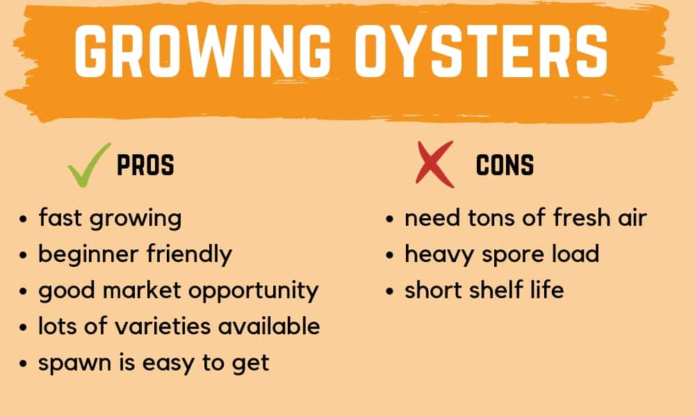 growing-oysters-pros-cons