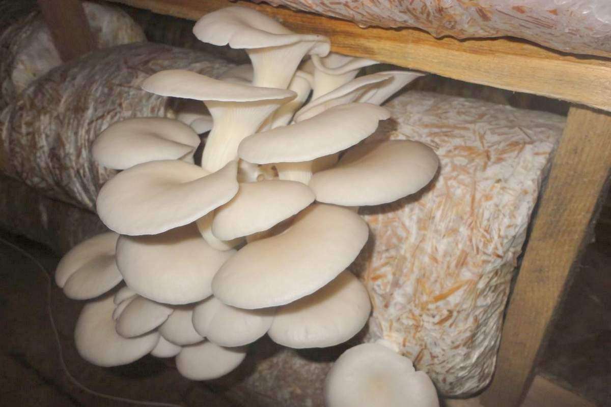 Есть грибы вешенки
