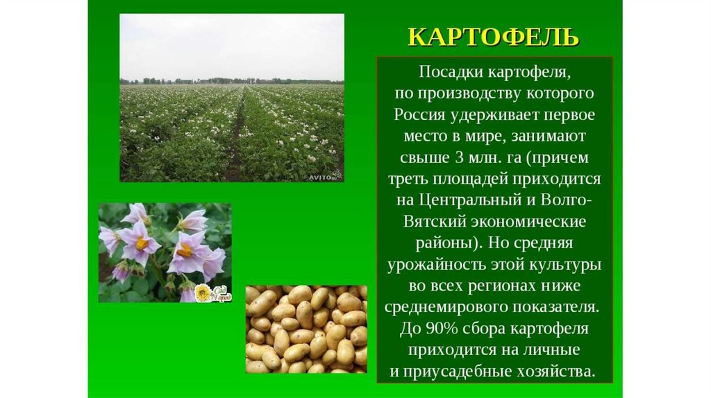 На выращивании каких культур специализируется северный кавказ. Отрасли растениеводства. Сельскохозяйственные растения. Культурные сельскохозяйственные растения. Сообщение о отрасли растениеводства.