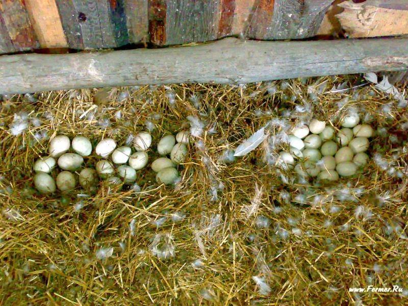 Сколько яиц высиживает индоутка