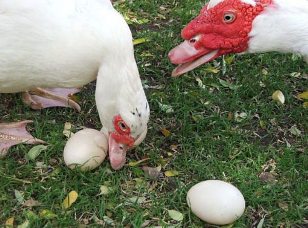 Яйца индоуток в 1,5-2 раза крупнее куриных