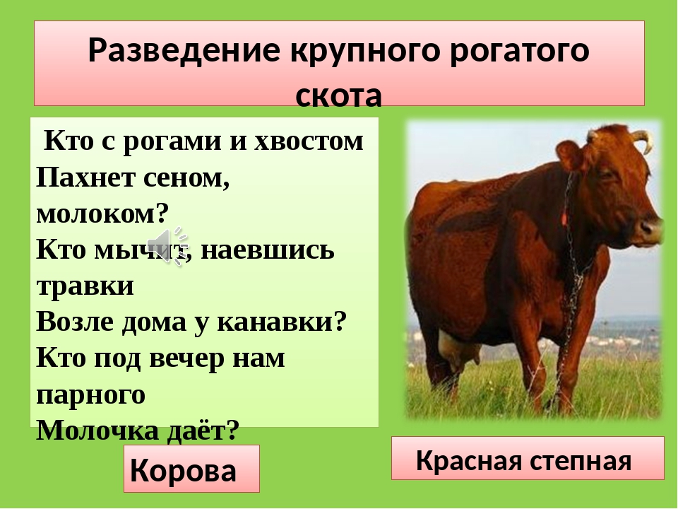 План о крупном рогатом скоте