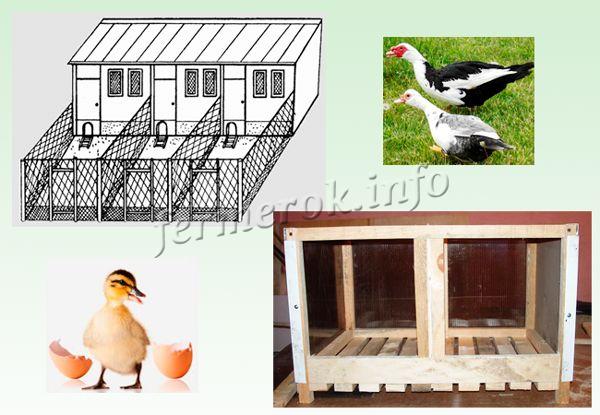 Схема птичника и гнездо для индоуток