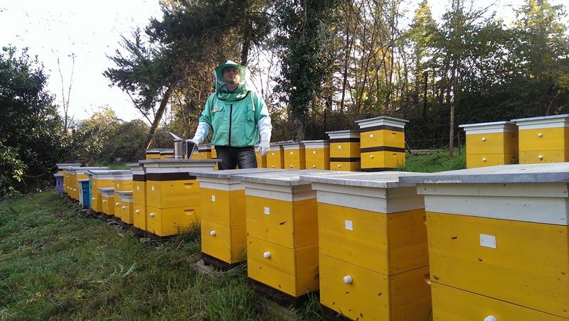 Особенности пчеловодства как бизнеса