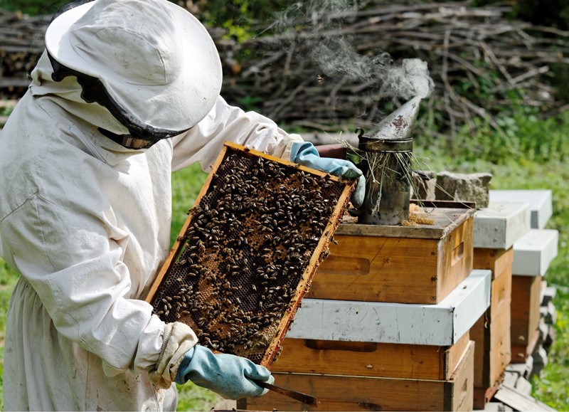 Особенности пчеловодства как бизнеса