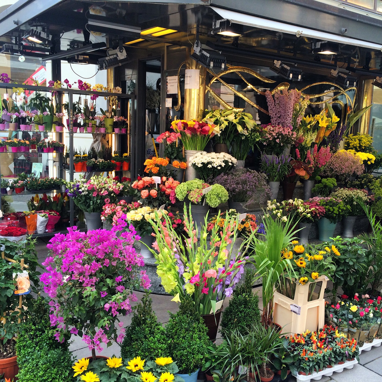 Цветы в цветочном магазине названия и фото
