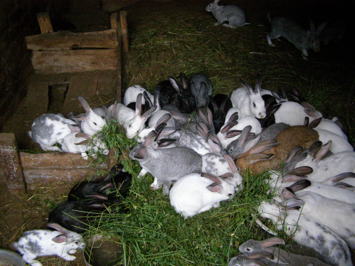 Кролики живут на ферме. Сарай для кроликов. Стайка для кроликов. Разведение кроликов. Выращивать кроликов.