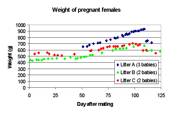 Pregnant Chinchilla Weight Gain