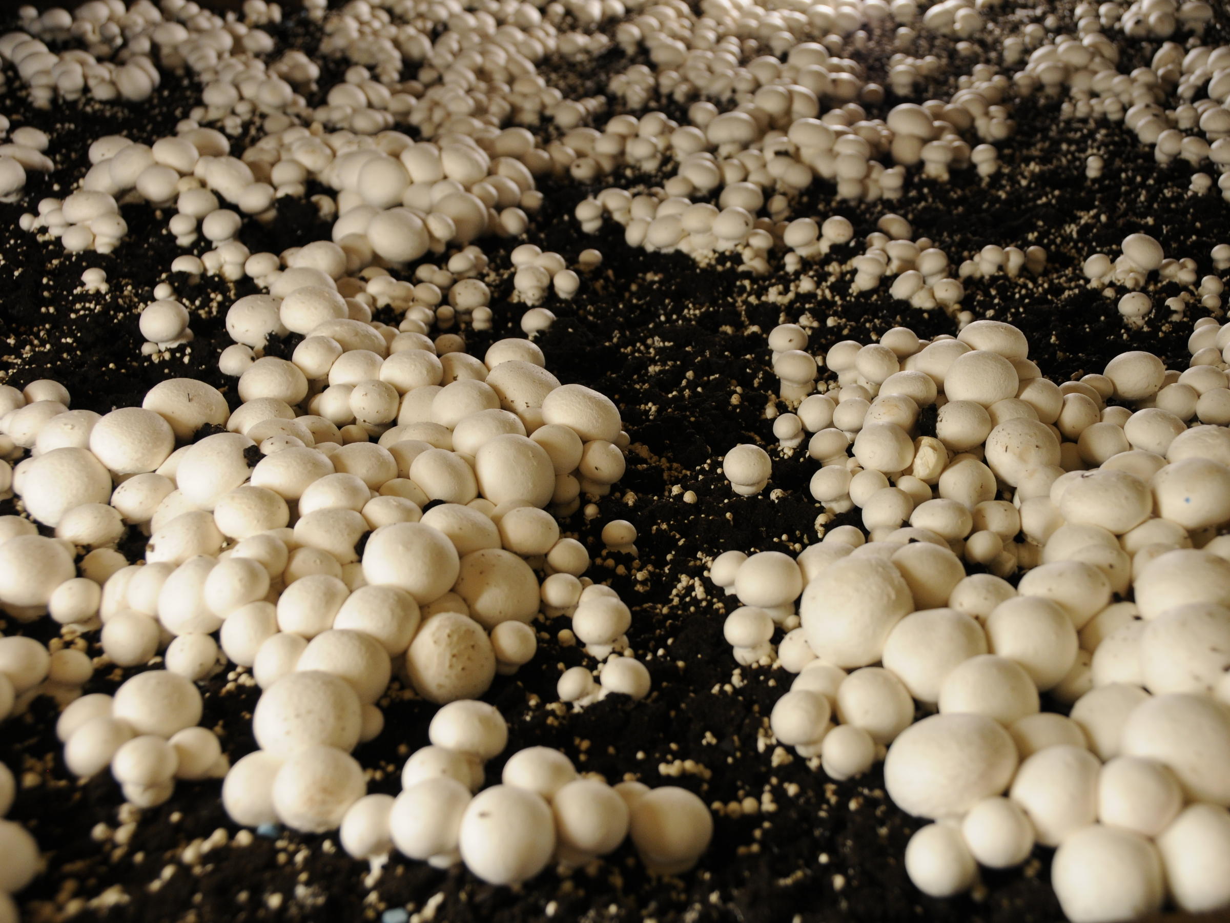 Культивируемые грибы и условия выращивания. Грибница шампиньонов. Шампиньоны культивируемые. Мицелий гриб шампинион. Культивируемые грибы шампиньоны.