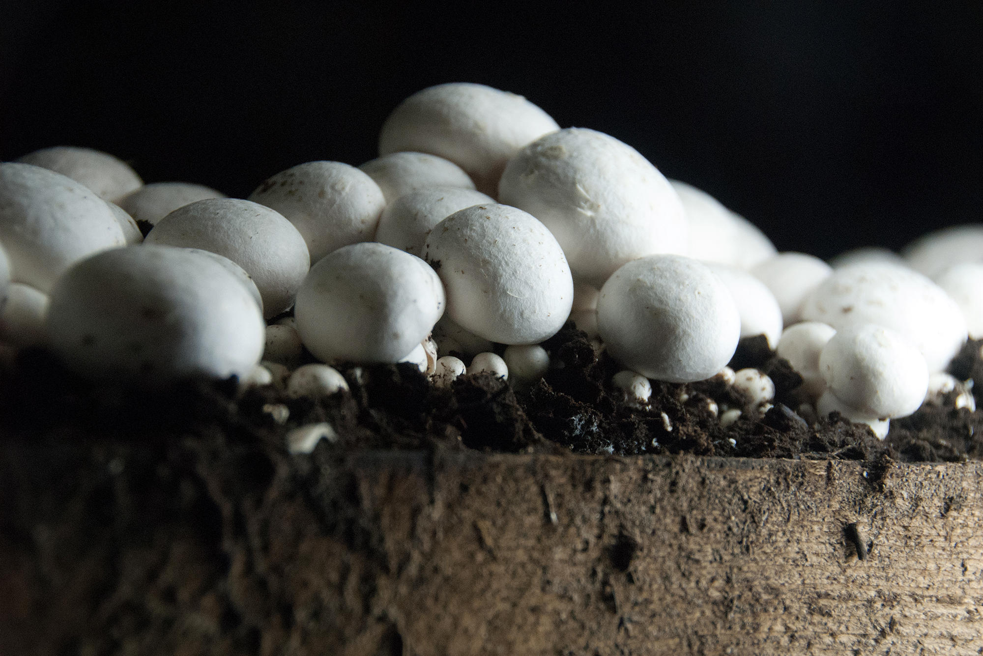 Выращивание грибов шампиньонов в домашних