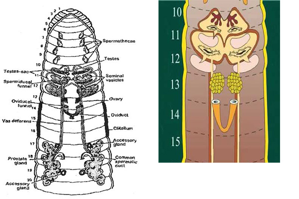 Reproductive system of earthworm
