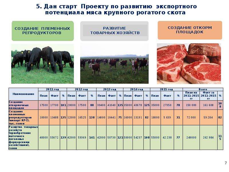 Бизнес план по откорму бычков на мясо