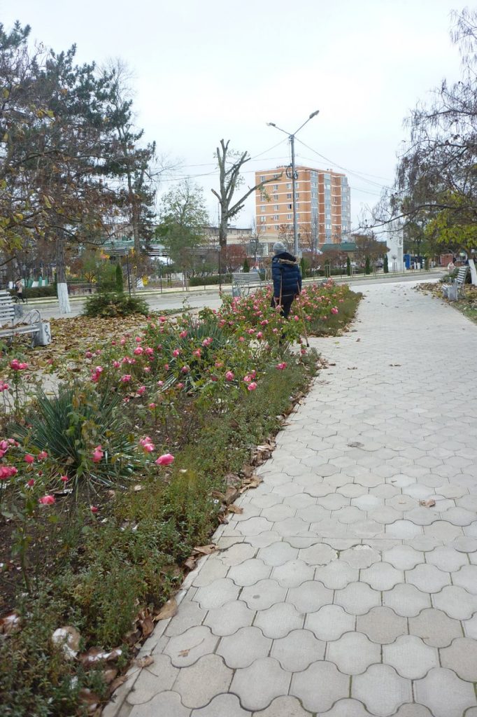 Парк в начале декабря, цветут цветы