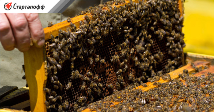 Приобрести пчел можно в пчелопакетах