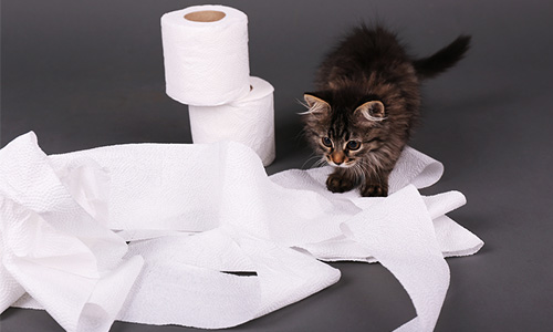 problems-with-making-toilet-paper