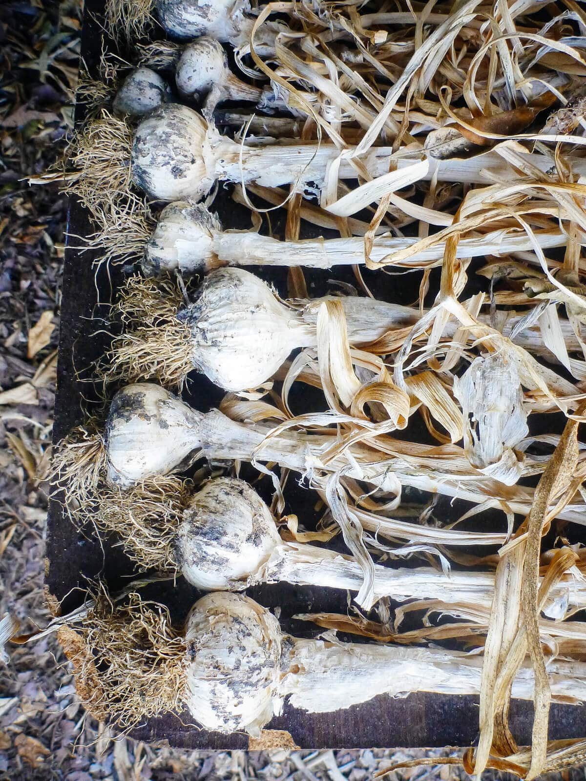 Garlic harvest being dried in preparation for storage