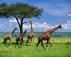 жираф - пример браузера в экологии
