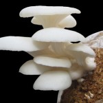 Profitable Oyster Mushroom Sprouting From a Growing Bag