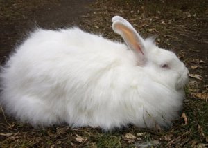 Кролик породы белый пуховый