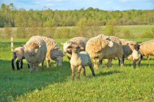 Особенности поведения овец